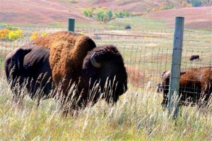 Custer State Park Close Encounter